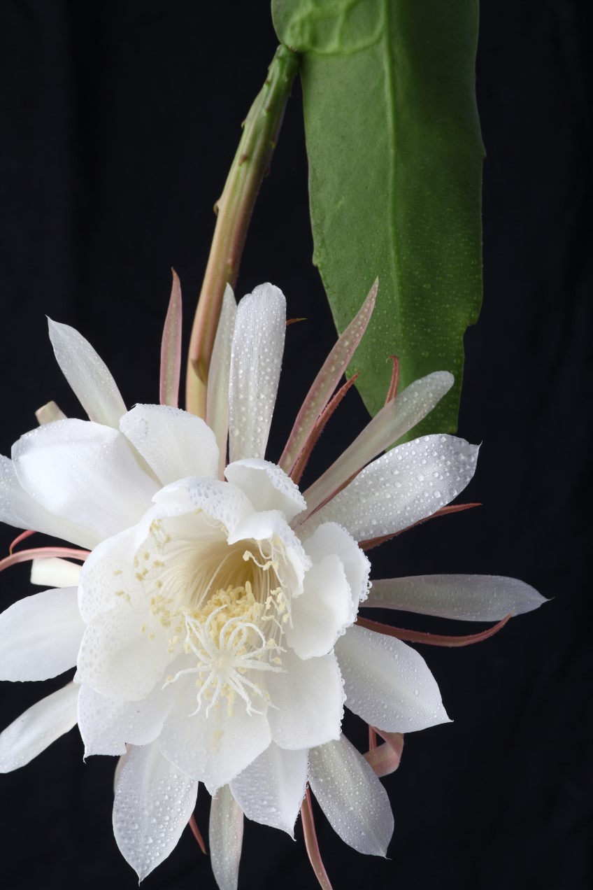 queen of the night 1 hour